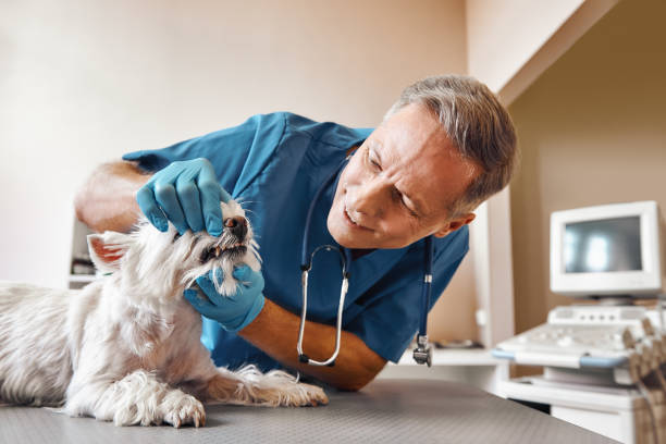 Best Urgent Tooth Repair  in Berkshire Lakes, FL